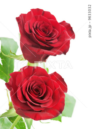 Red roses isolated on white background. 9633032