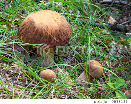 Group of the three Oak Mushrooms in the green grass Group of the three Oak Mushrooms in the green grass 9633131