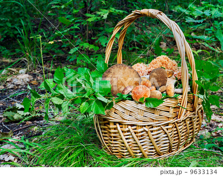 The basket of mushrooms in the autumn forest in sunny day 9633134