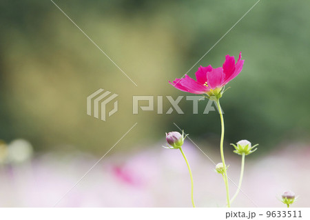 コスモスの花 9633511
