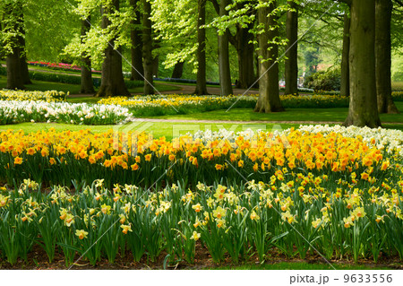 daffodils in spring garden daffodils in spring garden 9633556