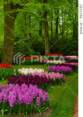 spring blossom of hyacinth spring blossom of hyacinth 9633582