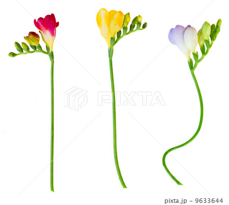 twigs of fresh freesias flowers in wooden pot 9633644
