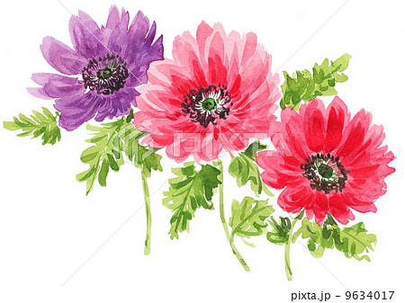 anemone14203pix1 anemone14203pix1 9634017