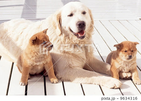 Golden retriever and shiba hot sale inu