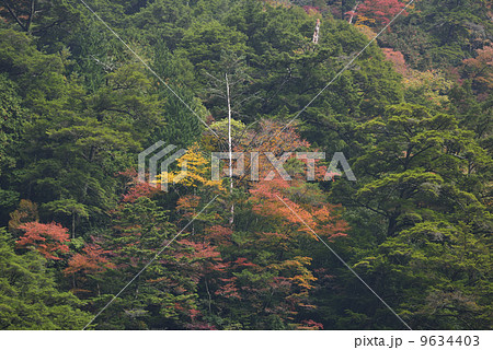 安居渓谷の紅葉 9634403