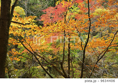 小田深山の紅葉 小田深山の紅葉 9634406