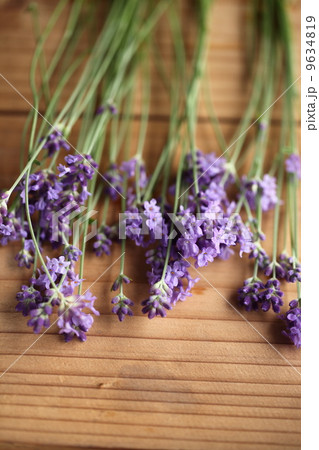 ハーブ(イングリッシュラベンダー)  ハーブ(イングリッシュラベンダー)  9634819