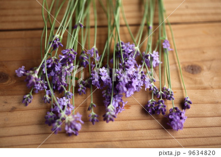 ハーブ(イングリッシュラベンダー)  ハーブ(イングリッシュラベンダー)  9634820