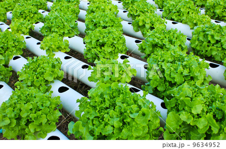 Field of fresh and tasty salad/lettuce plantation. Field of fresh and tasty salad/lettuce plantation. 9634952