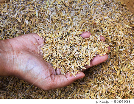 Human hands holding rice husk. Human hands holding rice husk. 9634953