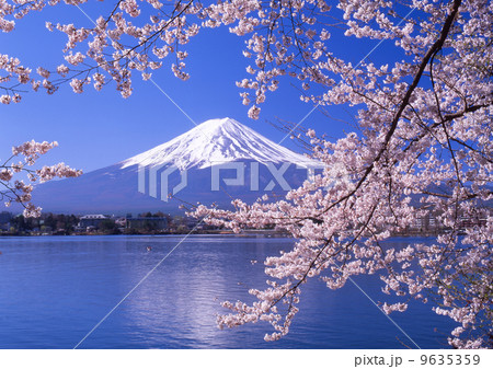 桜と富士山 9635359