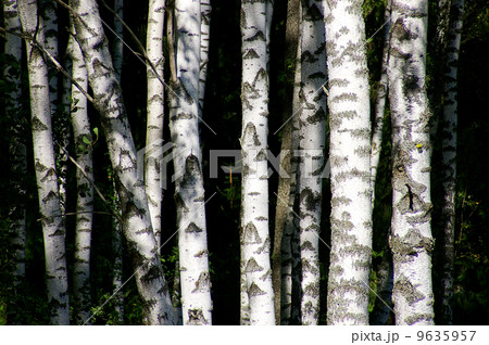 birch trees 9635957
