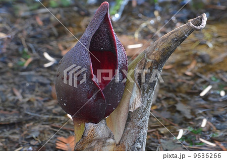 ザゼンソウ 9636266