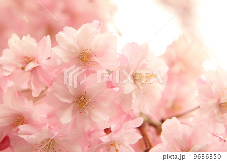 枝垂れ桜 枝垂れ桜 9636350