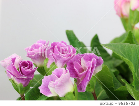 プリムラジュリアン プリムラジュリアン 9636702