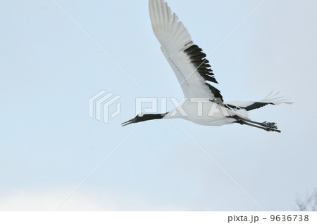 丹頂鶴 9636738
