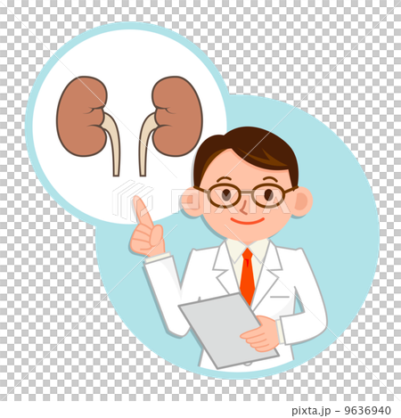 Doctor explaining the kidneys Doctor explaining the kidneys 9636940