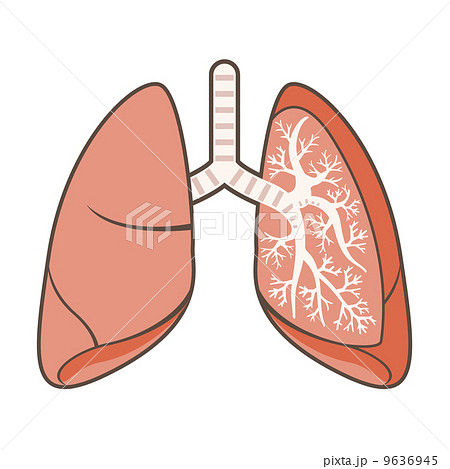 肺 9636945