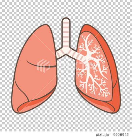 肺 9636945