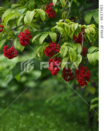 エゾニワトコの実 9637465