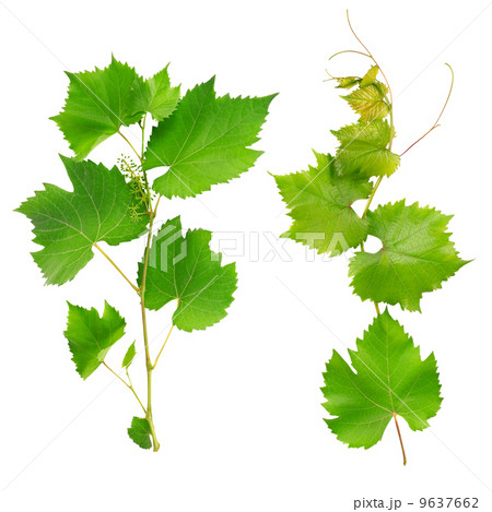 vine leaves isolated on white background 9637662