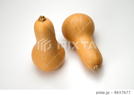 バターナッツ 9637677