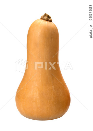 バターナッツ 9637683