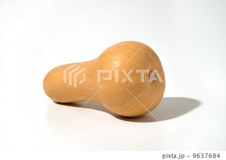 バターナッツ 9637684