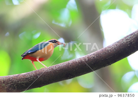 インドヤイロチョウ 9637850