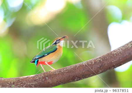 インドヤイロチョウ 9637851