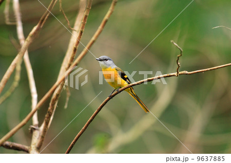 ベニサンショウクイ ベニサンショウクイ 9637885