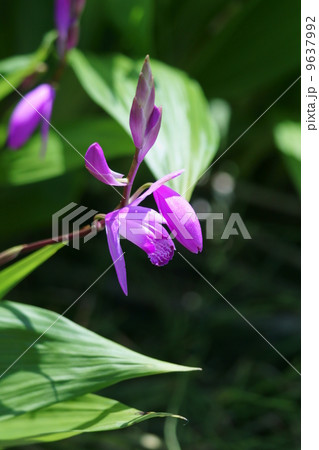 紫蘭しらん　「薄れゆく愛」 9637992