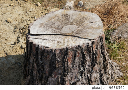 松の切り株 松の切り株 9638562