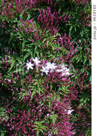 羽衣素馨 ハゴロモジャスミンと申します。 羽衣素馨 ハゴロモジャスミンと申します。 9638580