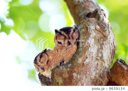 インドオオコノハズクの番 9639134