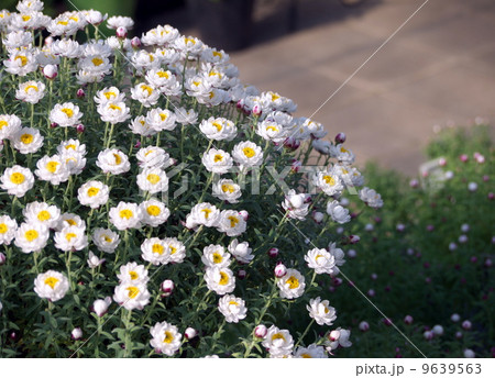 花かんざし 9639563