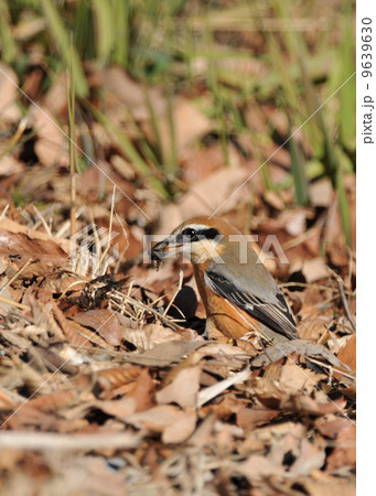百舌の食事 9639630