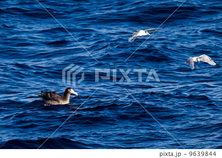 アホウドリ 9639844