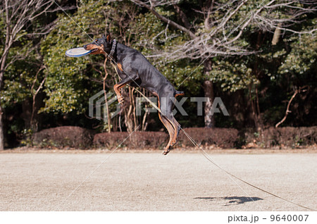 フリスビーをキャッチするドーベルマン 9640007