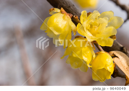 蝋梅 蝋梅 9640049