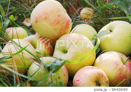 Fresh apples in grass 9640690