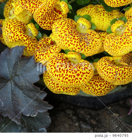 カルセオラリア 9640795