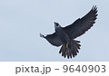 ハヤブサ若の飛翔 9640903