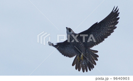 ハヤブサ若の飛翔 9640903