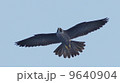 ハヤブサ若の飛翔Ⅱ 9640904