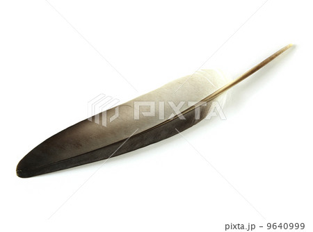feather isolated on white background 9640999