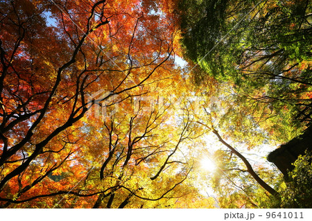 愛岐トンネルの紅葉 9641011