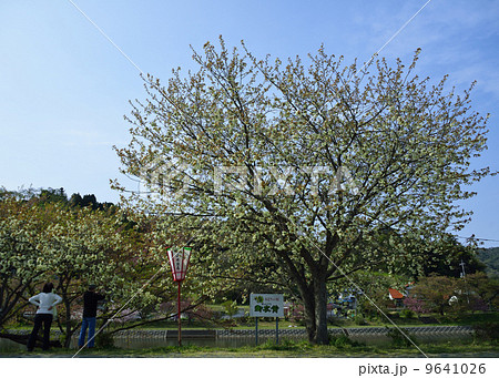 緑の桜 9641026