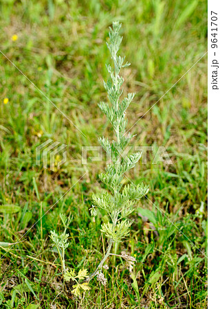 Wormwood (Artemisia absinthium L.) on green Background 9641707